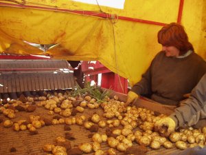Potatoe harvester table