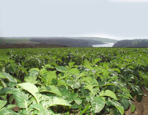 Potatoes/Loe Bar
