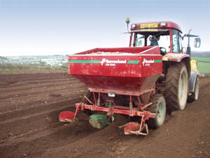 planting potatoes