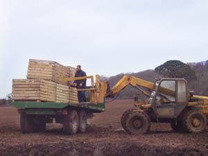 loading potatoes